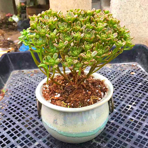 绿植阳台花卉吸甲醛奇趣盆景多肉