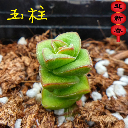 精品多肉植物园【大型钱串】阳台绿植花卉吸甲醛防辐射盆栽进口