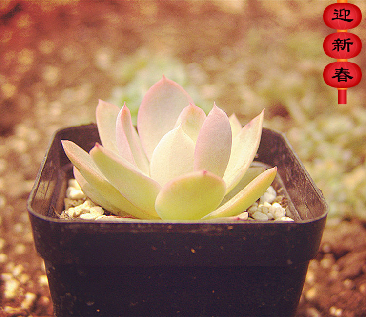 精品多肉植物园【丝绸面纱红鹤】阳台绿植花卉吸甲醛防辐射盆栽