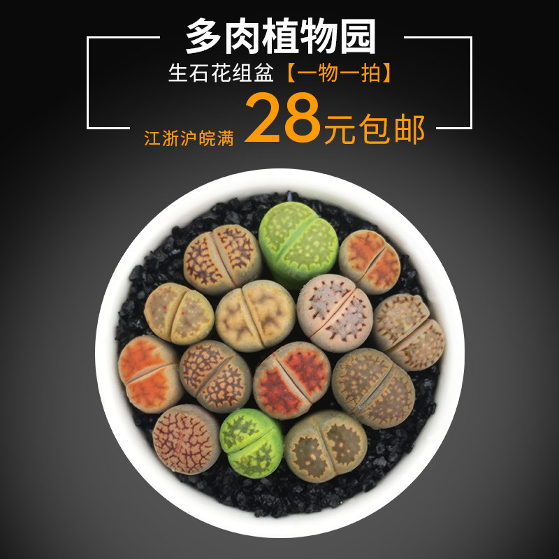 精品多肉植物园热卖PP新手套生石花组盆一物一拍菊纹章冰橙红窗玉