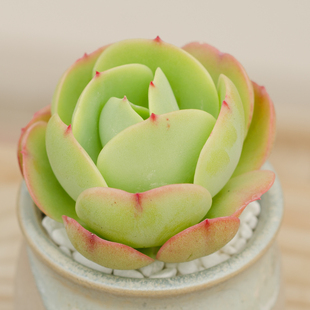 精品多肉植物园【鸡蛋碧桃】办公室阳台绿植吸甲醛防辐射盆栽