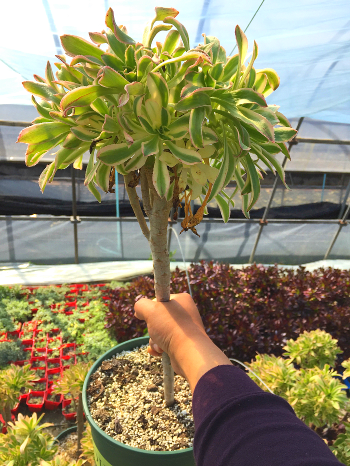 精品多肉植物园【艳日伞手捧花老桩】办公室阳台吸甲醛防辐射盆栽