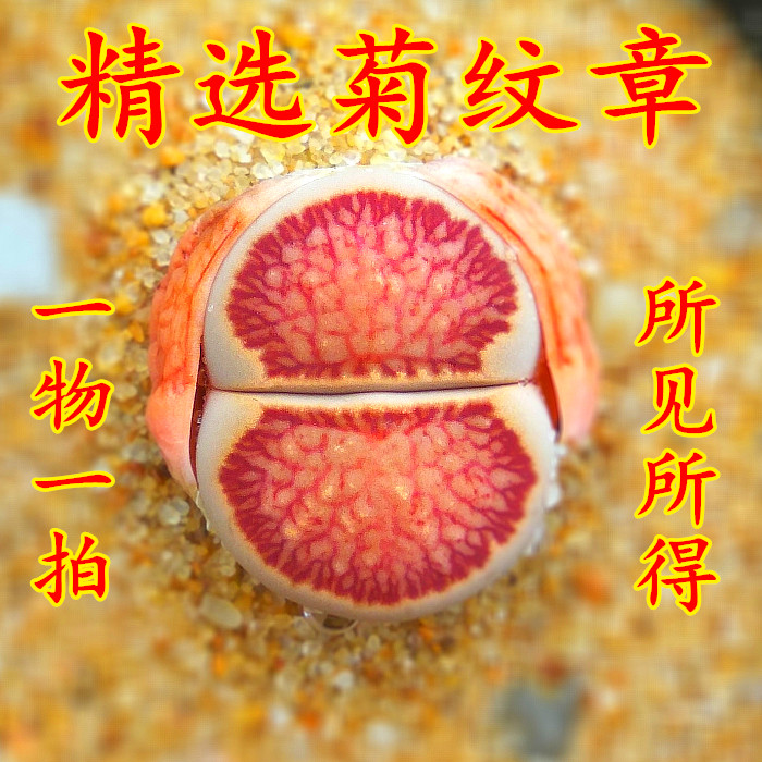 精品多肉热卖品种红窗菊纹章化石生石PP花三年苗岛田母本一物一拍