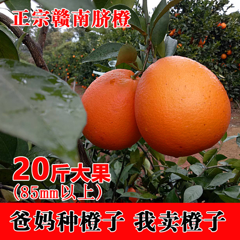 正宗赣南脐橙20斤大果包邮江西寻乌橙子新鲜水果农家当季现摘多汁,水产肉类/新鲜蔬果/熟食,橙,淘宝优惠券,粉丝福利购,淘宝优惠卷