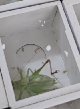 新蜕大扎嘴 鸣虫棒棒 吉尔 姐儿 网红昆虫宠物 鸣虫活体山青铁皮