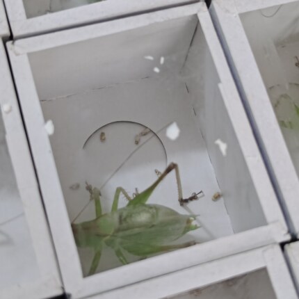 新蜕大扎嘴 鸣虫棒棒 吉尔 姐儿 网红昆虫宠物 鸣虫活体山青铁皮