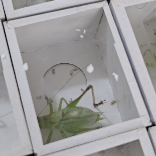 新蜕大扎嘴 鸣虫棒棒 吉尔 姐儿 网红昆虫宠物 鸣虫活体山青铁皮