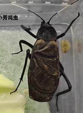人工电报蛉马蛉包风险签收24小时提供开箱视频超过时间不负责