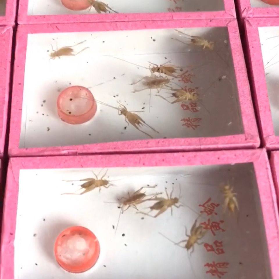 活体鸣虫小黄蛉4至5只一盒,宠物/宠物食品及用品,蟋蟀/蝈蝈,淘宝优惠券,粉丝福利购,淘宝优惠卷