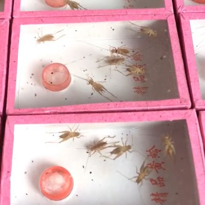 活体鸣虫小黄蛉4至5只一盒