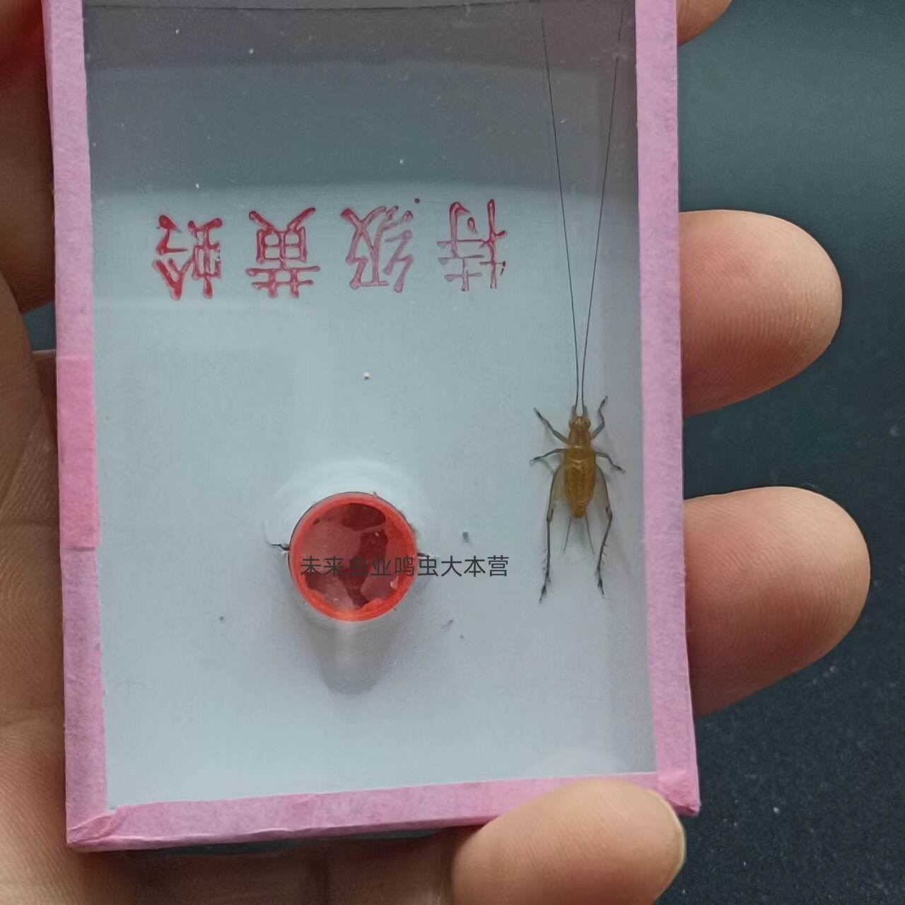 安徽汊口大黄蛉人工冬虫鸣虫活体要24小时开箱视箱
