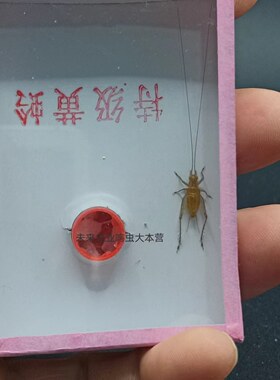 安徽汊口大黄蛉人工冬虫鸣虫活体要24小时开箱视箱