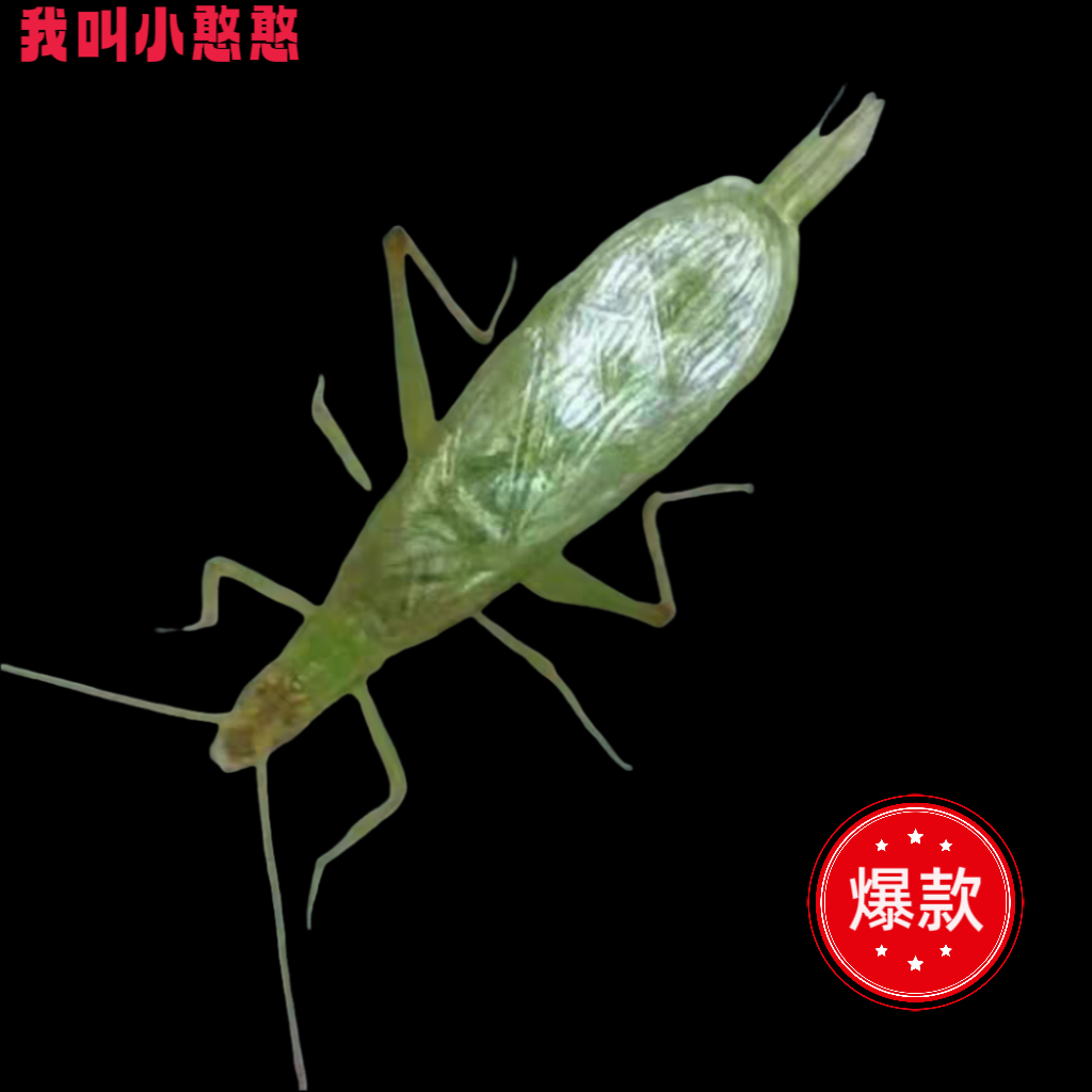 人工青竹蛉新品蓝竹蛉银哨竹蛉保定青竹蛉单口活体竹蛉