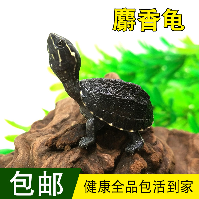 乌龟麝香龟活体宠物龟剃刀深水龟刀香苗蛋龟迷你观赏龟活物龟包邮,宠物/宠物食品及用品,龟/鳖,淘宝优惠券,粉丝福利购,淘宝优惠卷