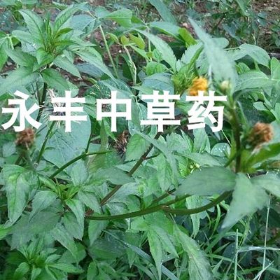 鬼针草 三叶鬼针草 鬼钗草 针包草 婆婆针 鬼骨针 一包针 新