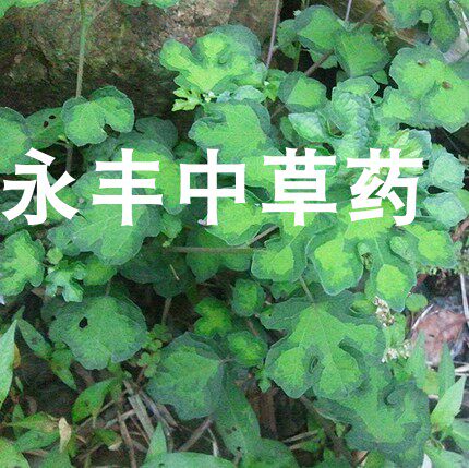 草药 梵天花 三角枫 野棉花 棉花肾 干品新鲜都有