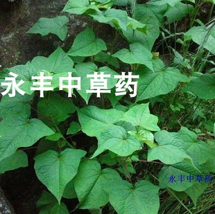 野生荞麦根新鲜金开锁苦荞麦三七天荞麦根荞麦金疙瘩新鲜干品