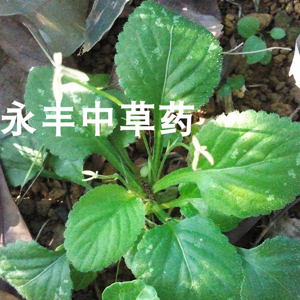 匍伏蓳 七星莲 野生抽脓白 秋脓白 祛脓 新鲜干品都有