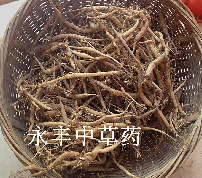 温州菜头肾 土太子参 大青子 新鲜