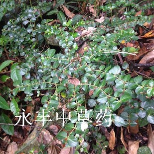 新货虎刺 虎刺根 老鼠刺 绣花针 干品 新鲜也有