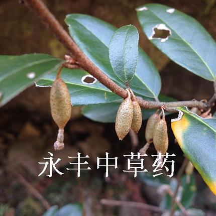 胡颓子根树根羊母奶子果树牛奶