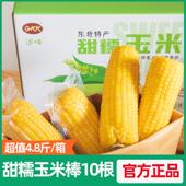远味GKK甜糯玉米棒东北甜糯玉米棒240g 10穗彩箱大分量黑龙江玉米