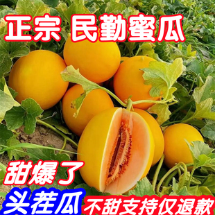 正宗甘肃民勤蜜瓜沙漠新鲜水果黄河甜瓜金红宝黄金密瓜产地直发10