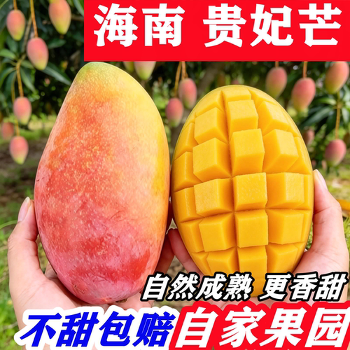正宗贵妃芒10年老树超甜超好吃