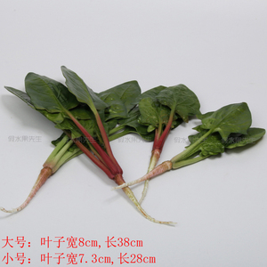 高仿真蔬菜假水果蔬菜模型饭店酒店装饰品食品拍摄道具仿真菠菜