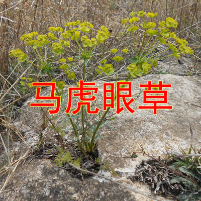 新鲜野生细叶带根猫眼草 马虎眼草 乳浆大戟 1份50克，满一斤包邮