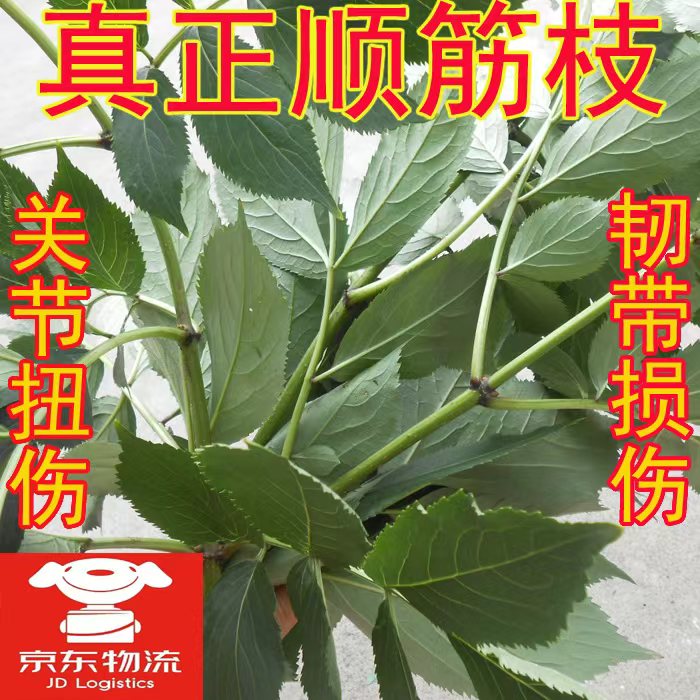 京东包邮鲜舒筋活筋顺筋树枝接骨木枝叶干枝手脚崴