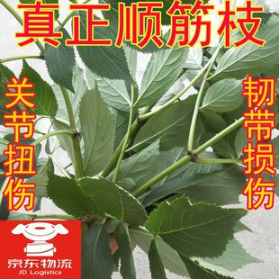 京东包邮鲜舒筋活筋顺筋树枝接骨木枝叶干枝手脚踝扭崴伤韧带损伤
