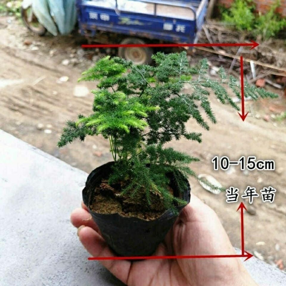 唐山矮生云竹矮化文竹盆栽盆景办公室内外桌面微景观净化空气绿植