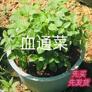 跌打草带土宽叶十万错现挖血通菜园阳台盆栽庭院楼顶绿线叶野菜