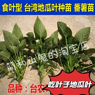 专吃叶的红薯种子苗食叶型红薯苗蔬菜食用番薯叶苗苕尖台农71地瓜
