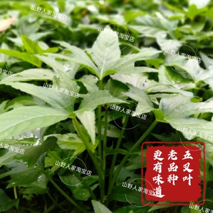 不长红薯老品种五叉叶专吃叶子红薯叶种苗食叶型红苕尖绿植盆栽苗