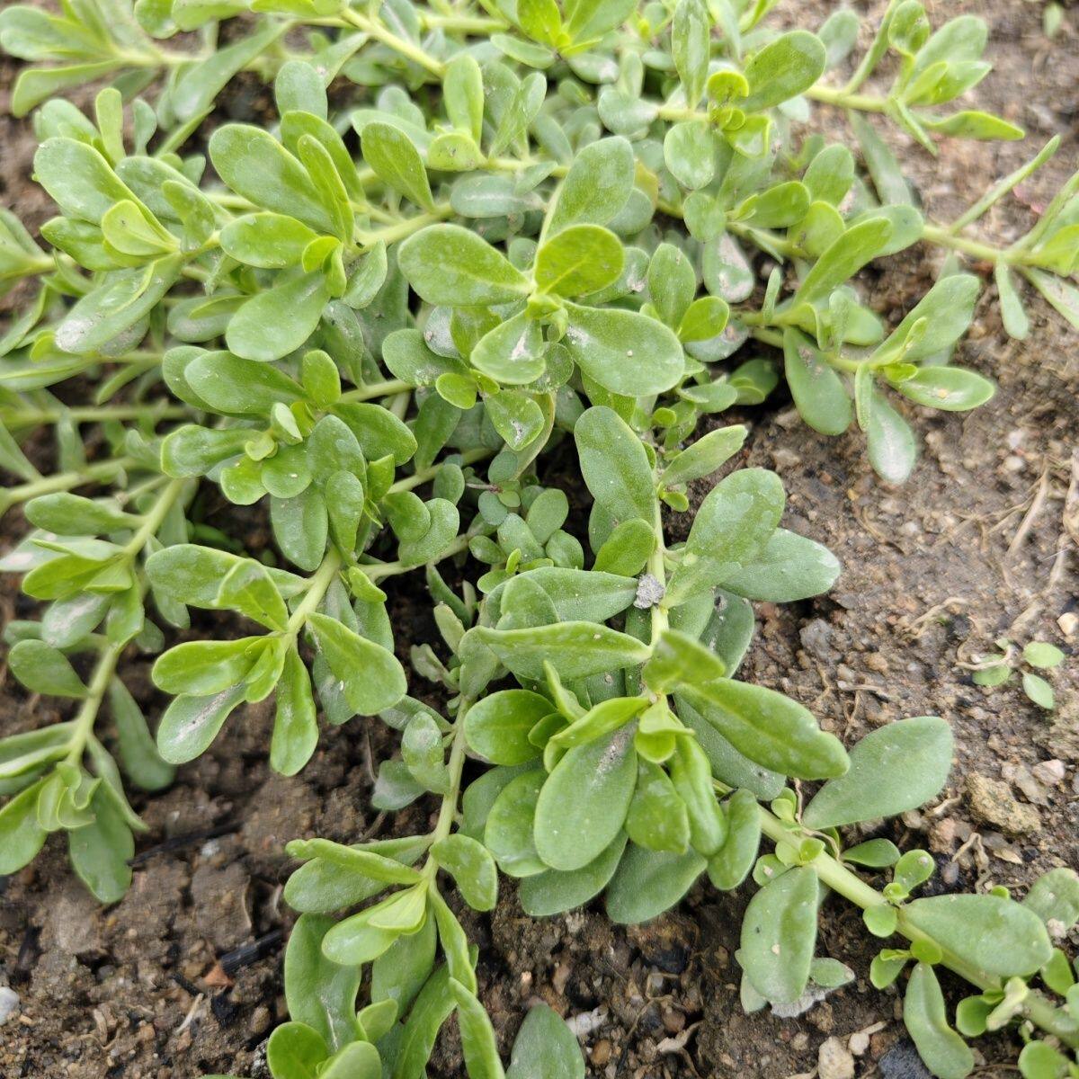 新鲜马齿苋苗食用野菜长寿菜蚂蚱菜阳台盆栽菜园蔬菜现挖现发饭店
