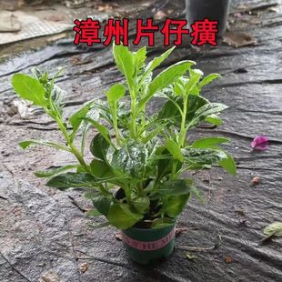 漳州片仔癀草苗养生植物盆栽榨汁炖汤多年生泡茶饮品可食用花草带