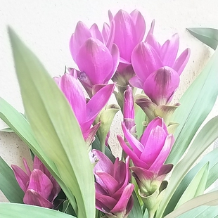 姜荷花盆栽带花玉立荷花热带郁金香夏季耐热耐晒花卉庭院别墅阳台