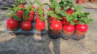 盆景发财萝卜乔迁好运礼物红彩头庭院盆栽新年喜庆南方北方种植