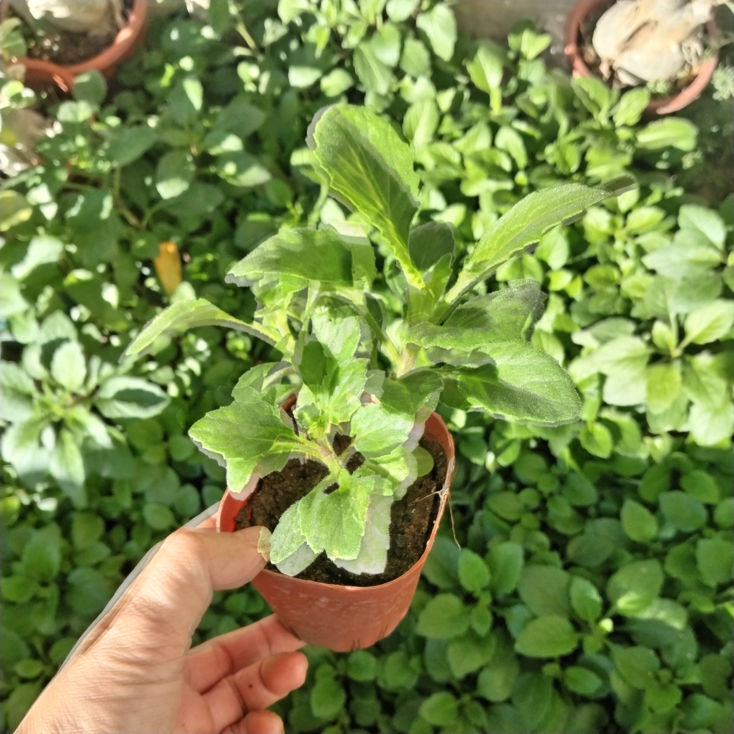 片仔癀草盆栽客厅办公桌水培植物桌面盆景铜钱草小盆栽绿植榨汁