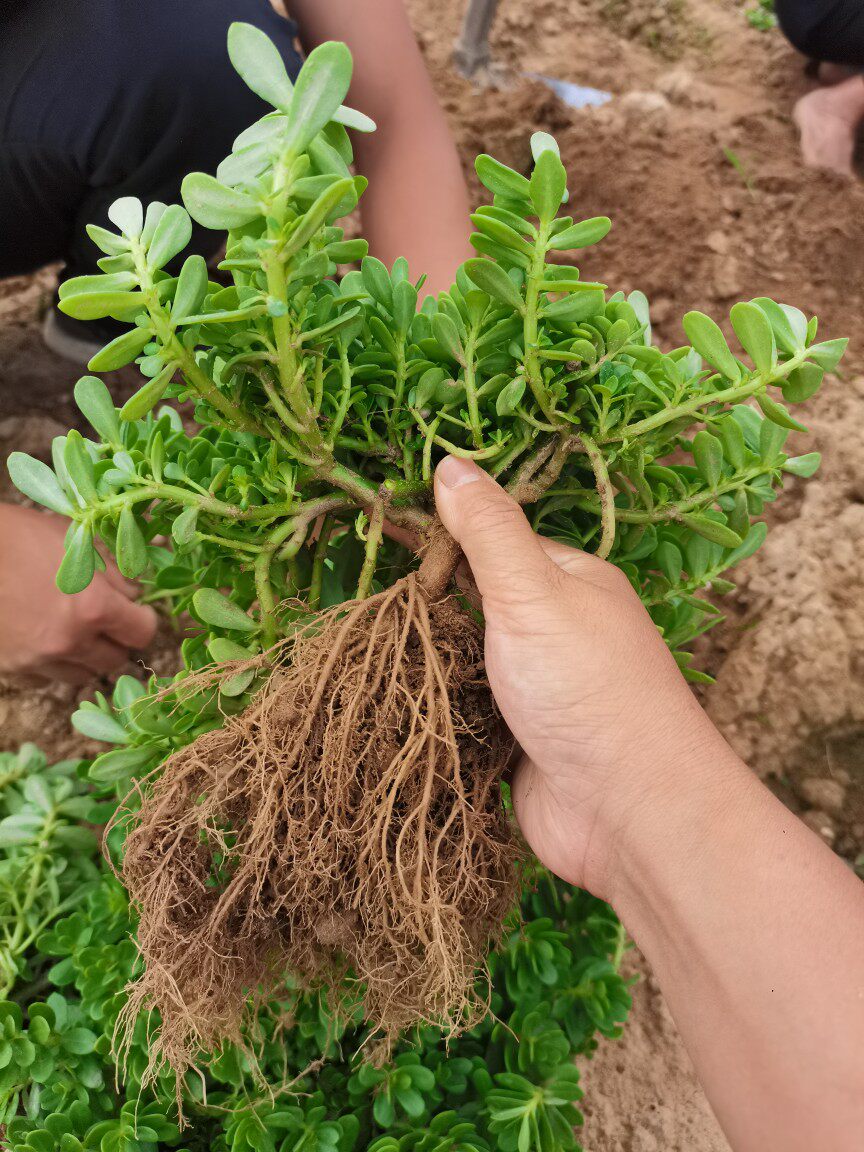食用马齿苋现采新鲜白花马齿苋老鼠耳马齿牡丹阔叶半枝莲带根发货