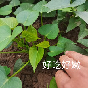 福建发食叶型红薯种苗吃叶的地瓜叶红薯红苕尖苗种植山芋藤番薯叶
