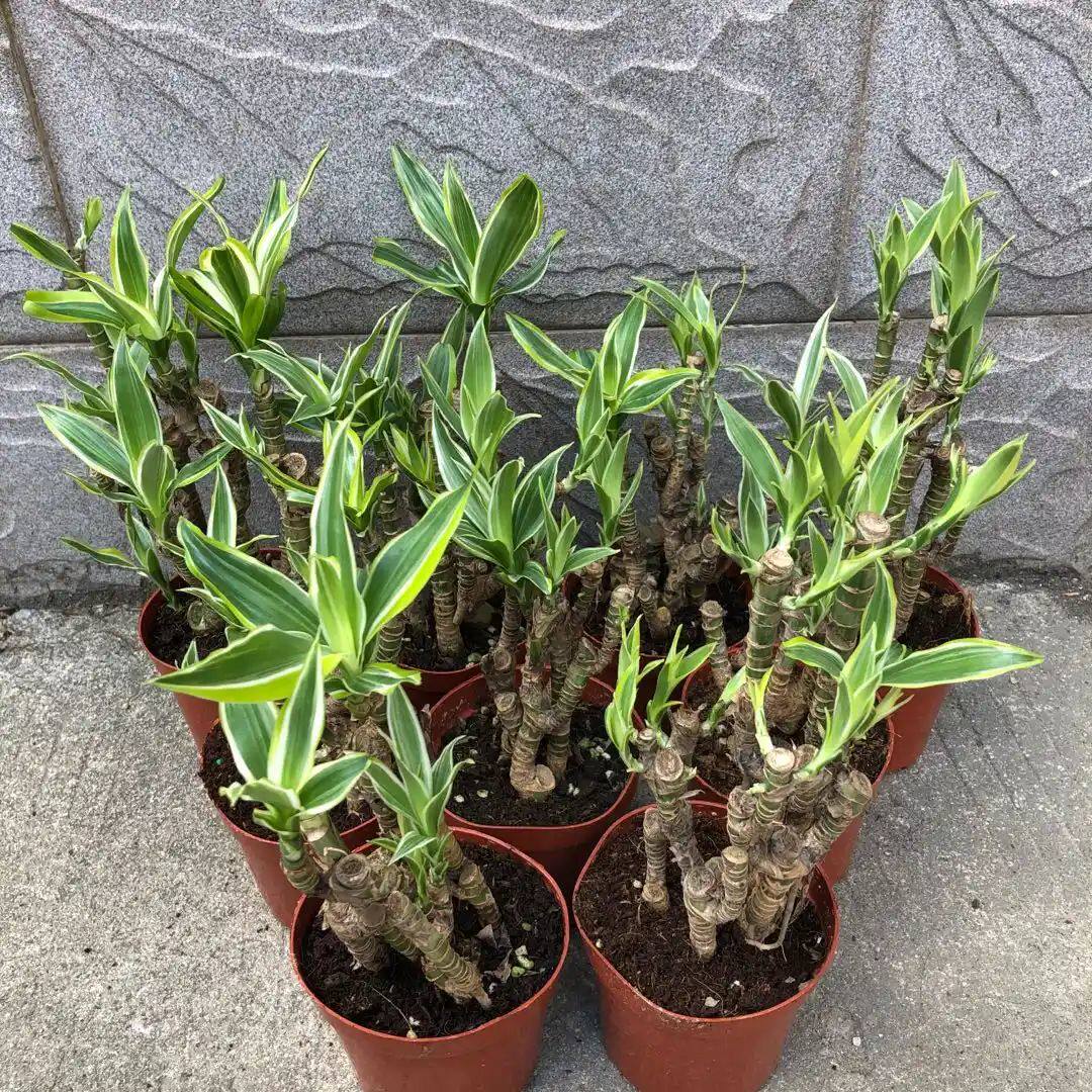 巴西美人杆盆栽室内绿植美人桩观茎观叶植物造型复古陶瓷园艺盆景