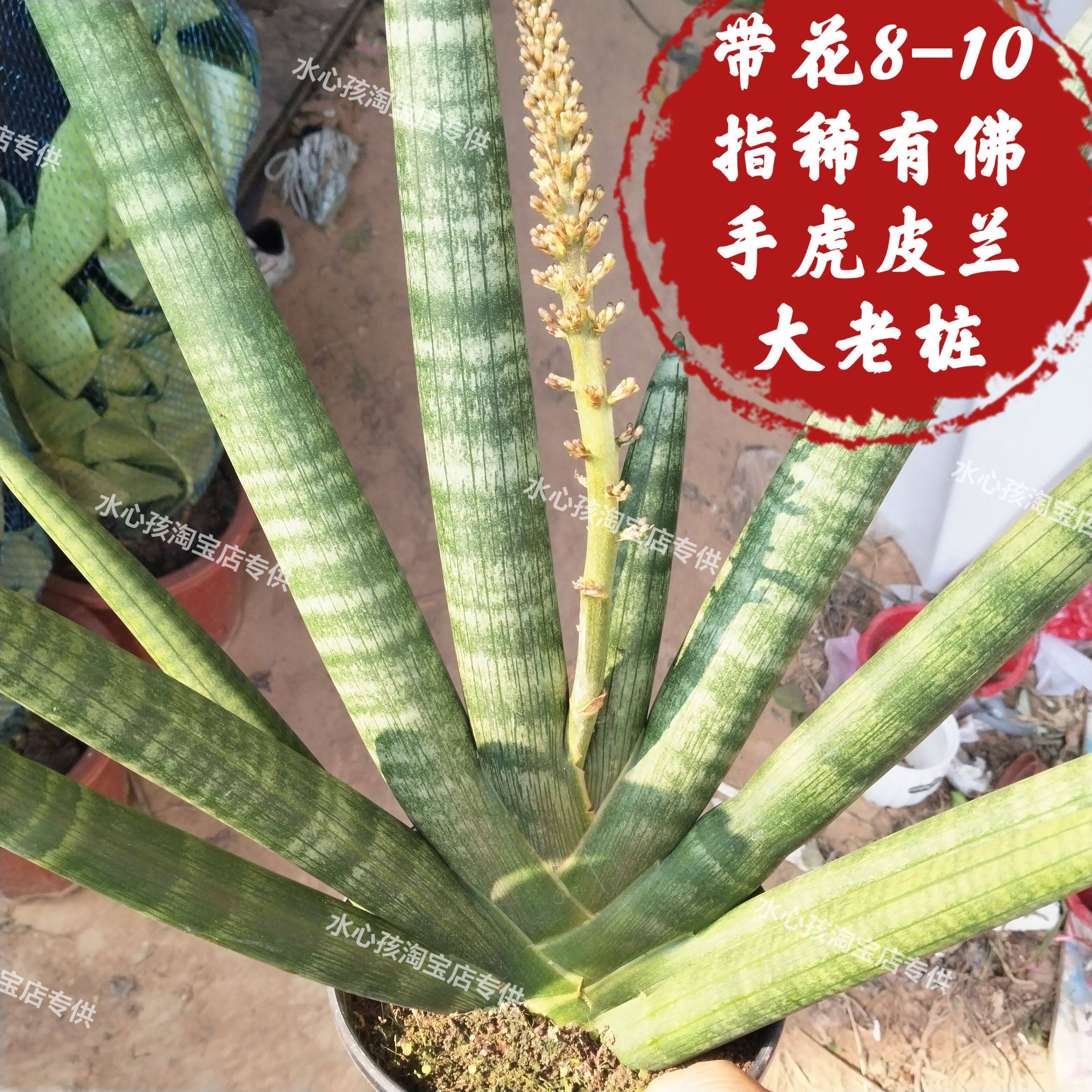 招财佛手棒叶虎皮兰易养室内多肉植物绿植花卉盆栽防辐射镇宅