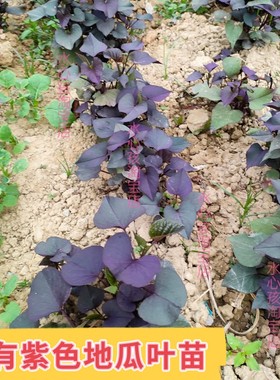 紫叶番薯苗紫色食叶番薯盆栽红薯叶用番薯食叶地瓜高花青素蔬菜