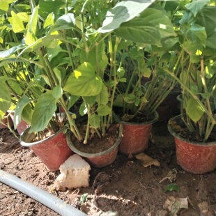 血通菜苗专吃叶的绿线叶番薯叶苗宽叶苕尖盆栽植蔬菜盆栽庭院种