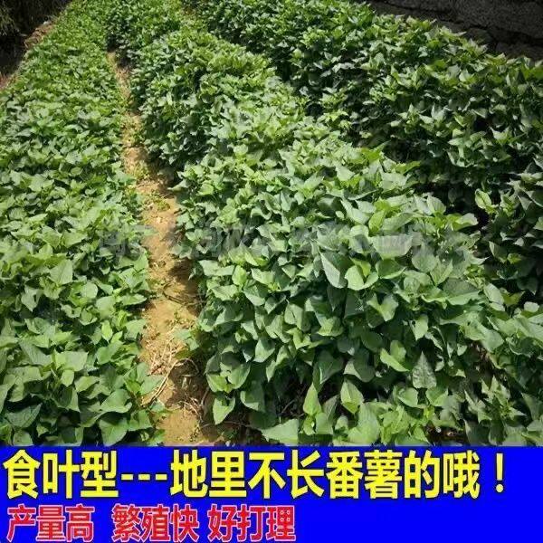 地瓜叶新鲜专吃叶子的红薯叶苗当季蔬菜番薯叶苕尖乌龟盆栽楼顶