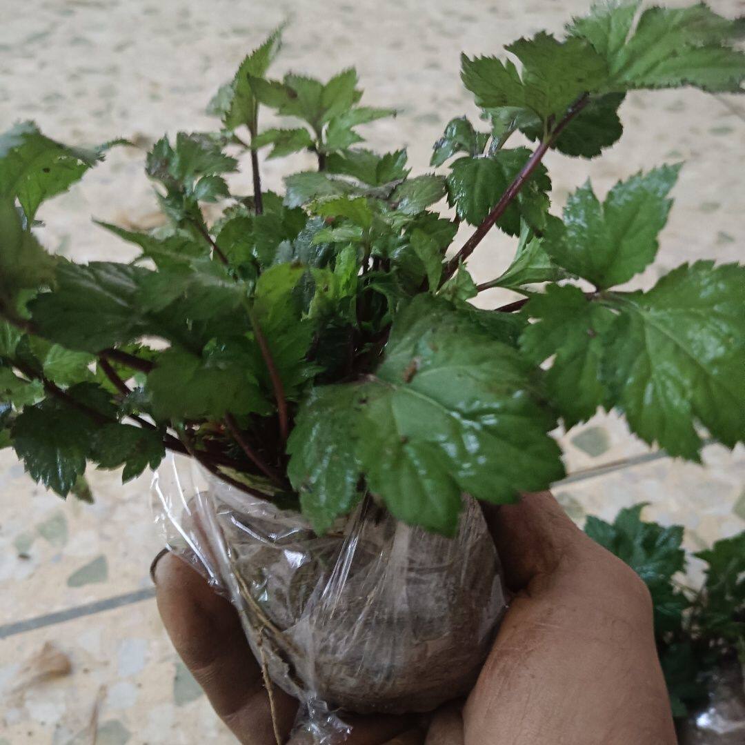 红艾种苗地栽盆栽野生珍珠菜苗鸭脚艾苗白苞蒿四季菜盆栽带原土
