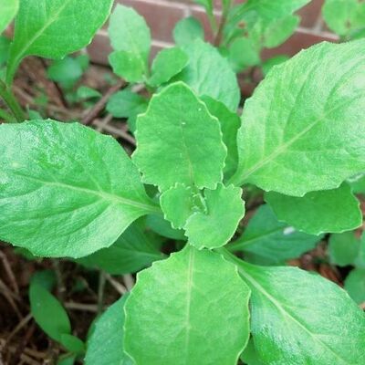 新鲜片仔癀草可食用白当归白冬菜白凤菜白子菜榨汁有机蔬菜炸甘蔗